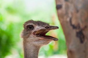 struisvogel close-up foto