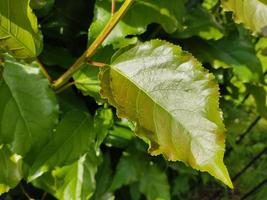 groene bladeren van een jonge populier. zomer landschap bij zonnig weer. foto