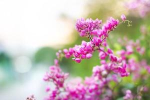 mooie roze klimplant bloem met wazig bokeh achtergrond. foto