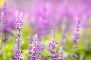 kleurrijke lavendelbloemen in de tuin met selectieve aandacht lavendelbloem. foto