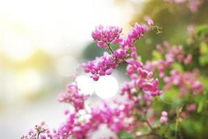 mooie roze klimplant bloem met wazig bokeh achtergrond. foto