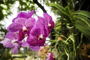 mooie orchidee bloem dekking achtergrond met natuurlijke achtergrond. foto