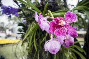 mooie orchidee bloem dekking achtergrond met natuurlijke achtergrond. foto