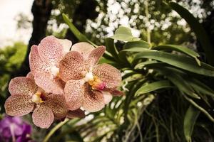 mooie orchidee bloem dekking achtergrond met natuurlijke achtergrond. foto