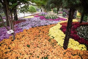 kleurrijke bloemen in het park, chrysantenbloem, goudsbloembloem, begoniabloem. foto