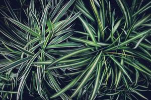 groen blad tropisch patroon op de oppervlakteachtergrond. foto