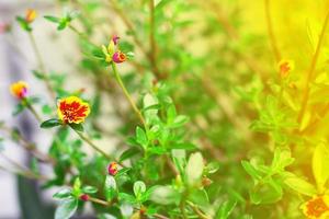 close-up van kleurrijke kleine gele sterbloemen met lichte aard en groen blad, dekkingsachtergrond. foto