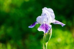 paarse bloemen irissen in de tuin. gestreepte bloemblad violet bebaarde iris of barbata. foto