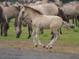 wilde paarden op een weide in duitsland foto