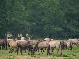 veel wilde paarden in duitsland foto