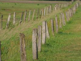 wilde paarden in duitsland foto