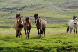 scandinavische paarden grazen in de ijslandse natuur