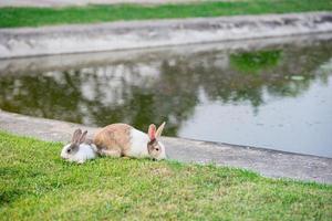 twee kleine konijntjes waren aan het springen en spelen op een groen gazonzwembad. konijn graast zacht gras. foto