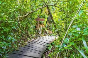 tropische jungle planten bomen houten wandelpaden sian kaan mexico. foto