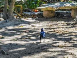 grote staart grackle mannelijke vogel lopen op de grond tulum mexico. foto