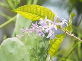 bloem paars boeket van vijf bloembladen, zoals een 5-puntig bloemblad, de bovenkant van de bloembladen is behaard, de basis van de bloembladen is verbonden met de buis, binnenin de bloemen zijn 4-5 meeldraden foto