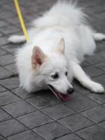 witte hond, Japanse spits foto