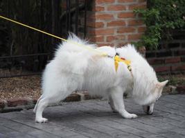 witte hond, Japanse spits foto