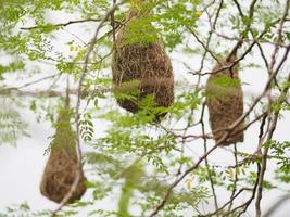 nestvogel wevervogel hangen aan de boom natuur achtergrond foto