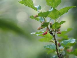 moerbeivrucht die op boom in tuin op vage van aardachtergrond bloeien foto