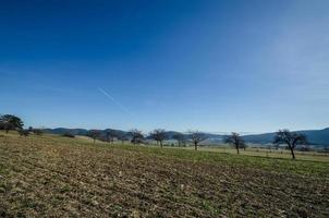 veld en bomen foto