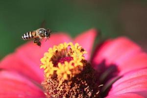 bijen zwermen bloemen op zoek naar nectar. foto