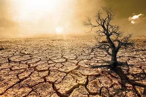 bomen sterven in een dor land vanwege de opwarming van de aarde. foto