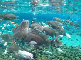 vissen onder water in umbul ponggok indonesië foto