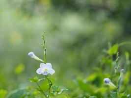 paarse bloem kruipend vingerhoedskruid, asystasia gangetica anderson acanthaceae vierkante stam bak op het bodemoppervlak de top is rechtopstaand en vormt een enkel blad met een ovale vorm foto