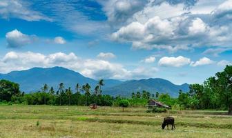 gemengde landbouw en veeteelt in thailand. een boer die met een tractor ploegt. koe grazend groen gras voor de hut en de berg met blauwe lucht en witte pluizige wolken. rijstveld in de zomer. foto
