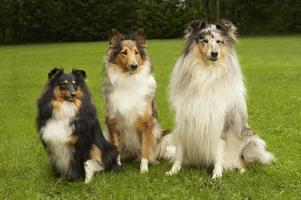 grote, grotere, grootste collie foto