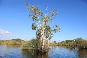 cajuputboom bij moeras overstroomd bos in water met blauwe hemelachtergrond foto
