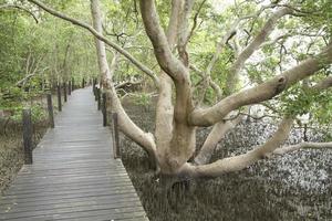 houten promenade langs tropisch mangrovebos foto