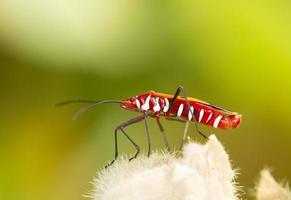 rode firebug op natuurlijke achtergrond foto