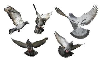 duiven vliegen geïsoleerd op witte achtergrond foto