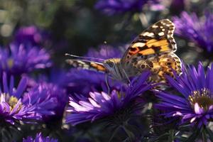natuurlijke achtergrond met paarse symphyotrichum novi-belgii aster kleuren foto
