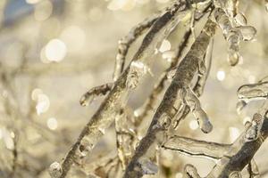 natuurlijke achtergrond met bevroren boomtakken in de ijskorst foto