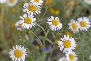 een bij zit op een margrietbloem. foto