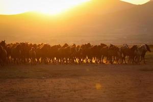 yilki paarden rennen in het veld, kayseri, turkije foto