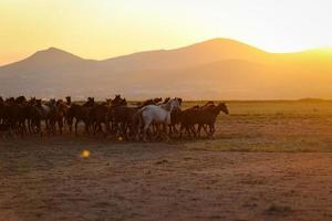 yilki paarden rennen in het veld, kayseri, turkije foto