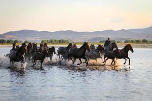 yilki paarden rennen in het water, kayseri, kalkoen foto