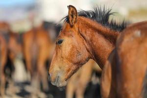 yilki paard in kayseri, turkije foto