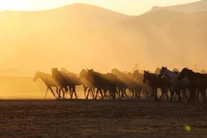 yilki paarden rennen in het veld, kayseri, turkije foto