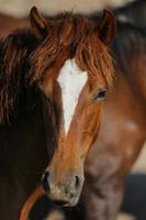 yilki paard in kayseri, turkije foto