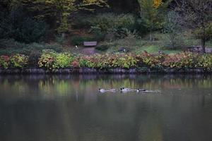 eenden die in de herfst in het meer zwemmen foto