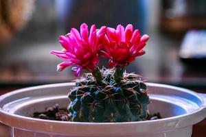 cactus bloem