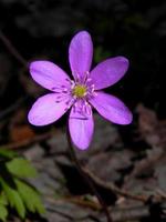 paarse wilde bloem foto