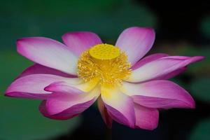 lotusbloem in bloei foto