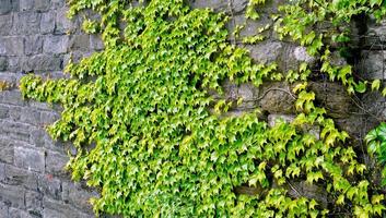 close-up groene plant op stenen paneel horizontaal foto