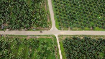 luchtfoto van groene oliepalmplantages overdag. er is een voertuig dat door de plantageweg loopt. foto
